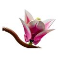 lego botanical 11510 collection magnolia branches extra photo 5
