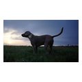 tractive gps tracker for dog 4 black extra photo 4